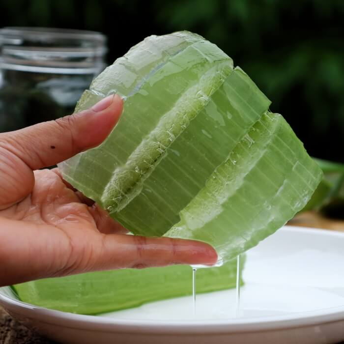 Fresh aloe vera juice and gel dripping from the aloe vera leaf into a tray: mason jar is kept in the background to collect the juice