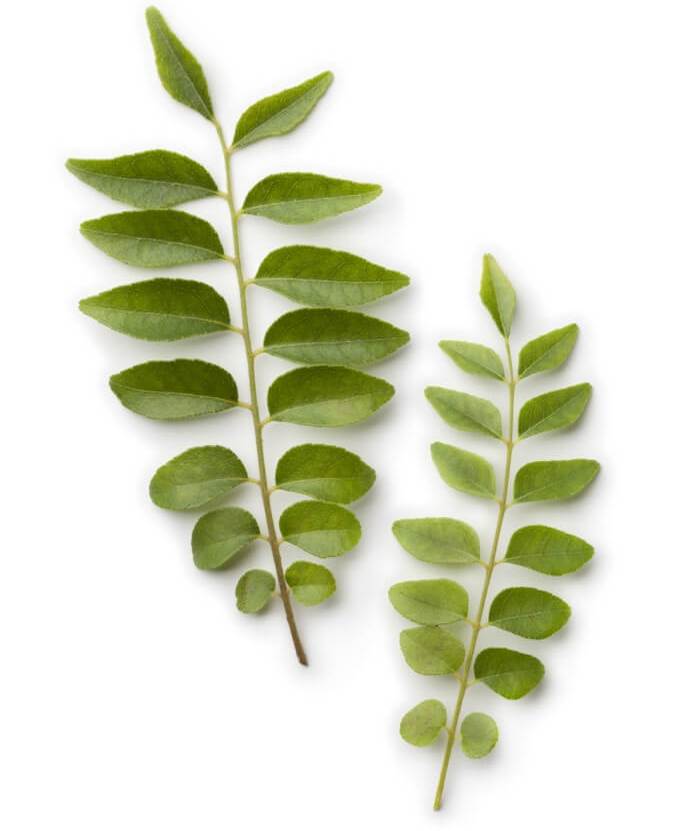 Fresh curry leaves on a white background