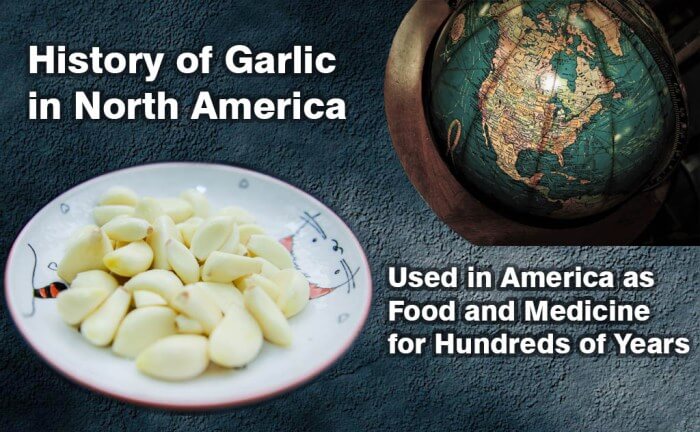 Raw Garlic Lobes