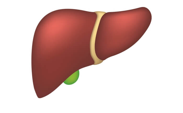 Animated picture of a healthy human liver.